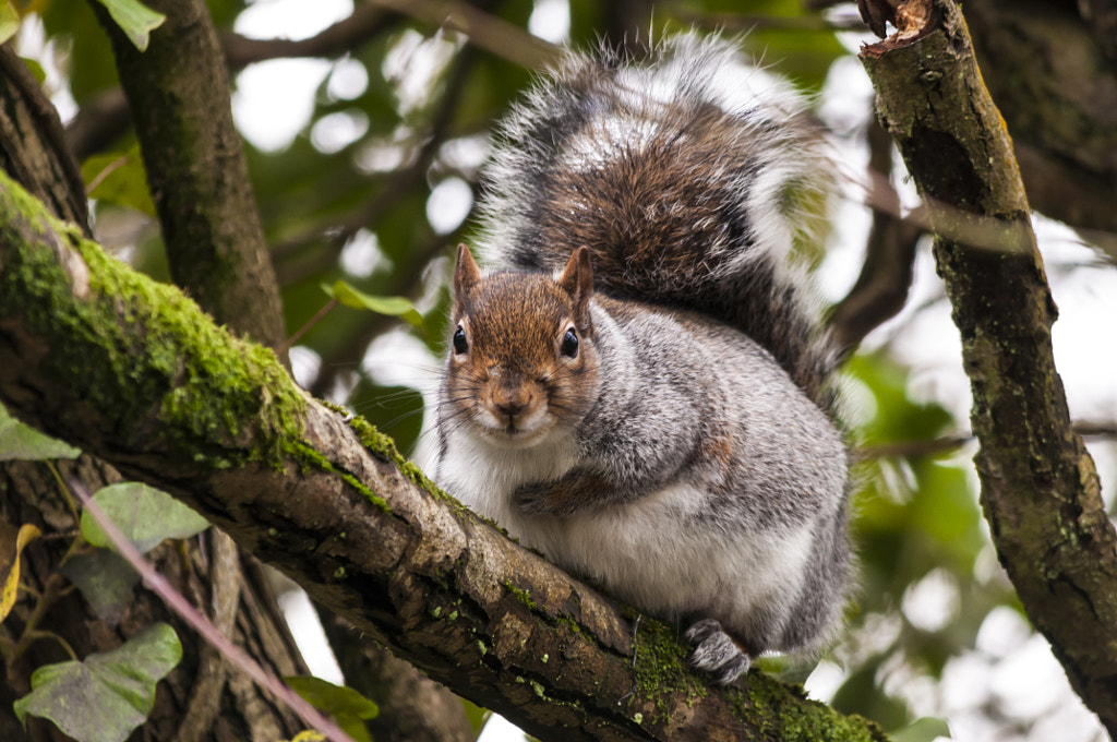 Squirrel by Alan Stone on 500px.com