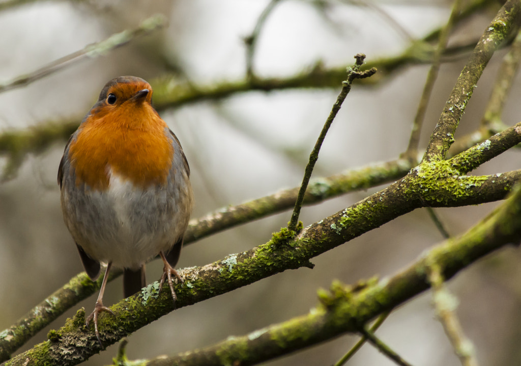 Robin by Alan Stone on 500px.com