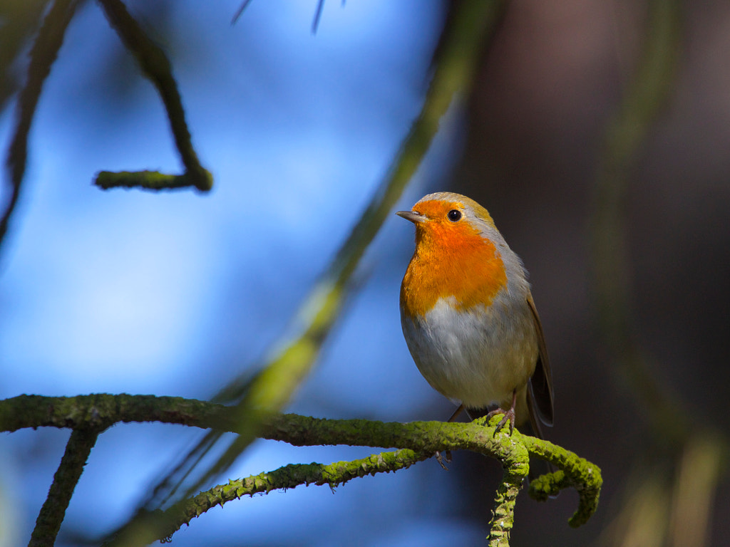 Profile! by Faredin Alejevski on 500px.com