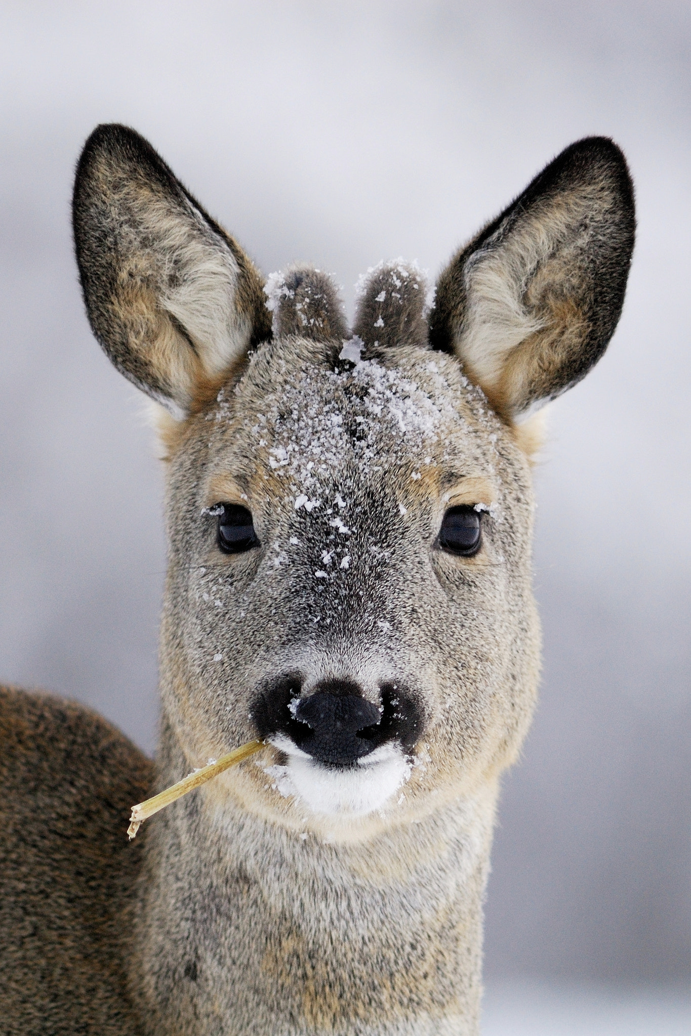 Badass by Erik Mandre on 500px.com