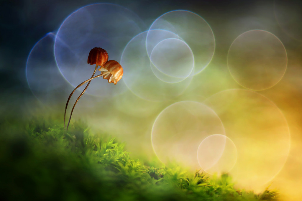 Romantic Morning by Roni Hendrawan on 500px