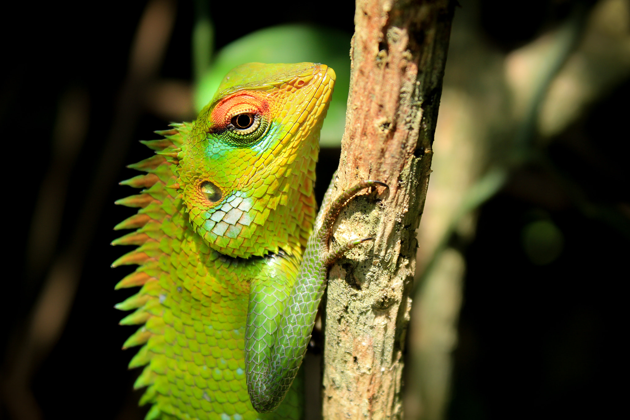 The Common Green Forest Lizard (Calotes calotes) by Dasun Rajapaksha