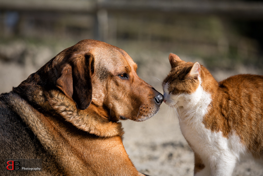 In love... by Burkhard B on 500px.com