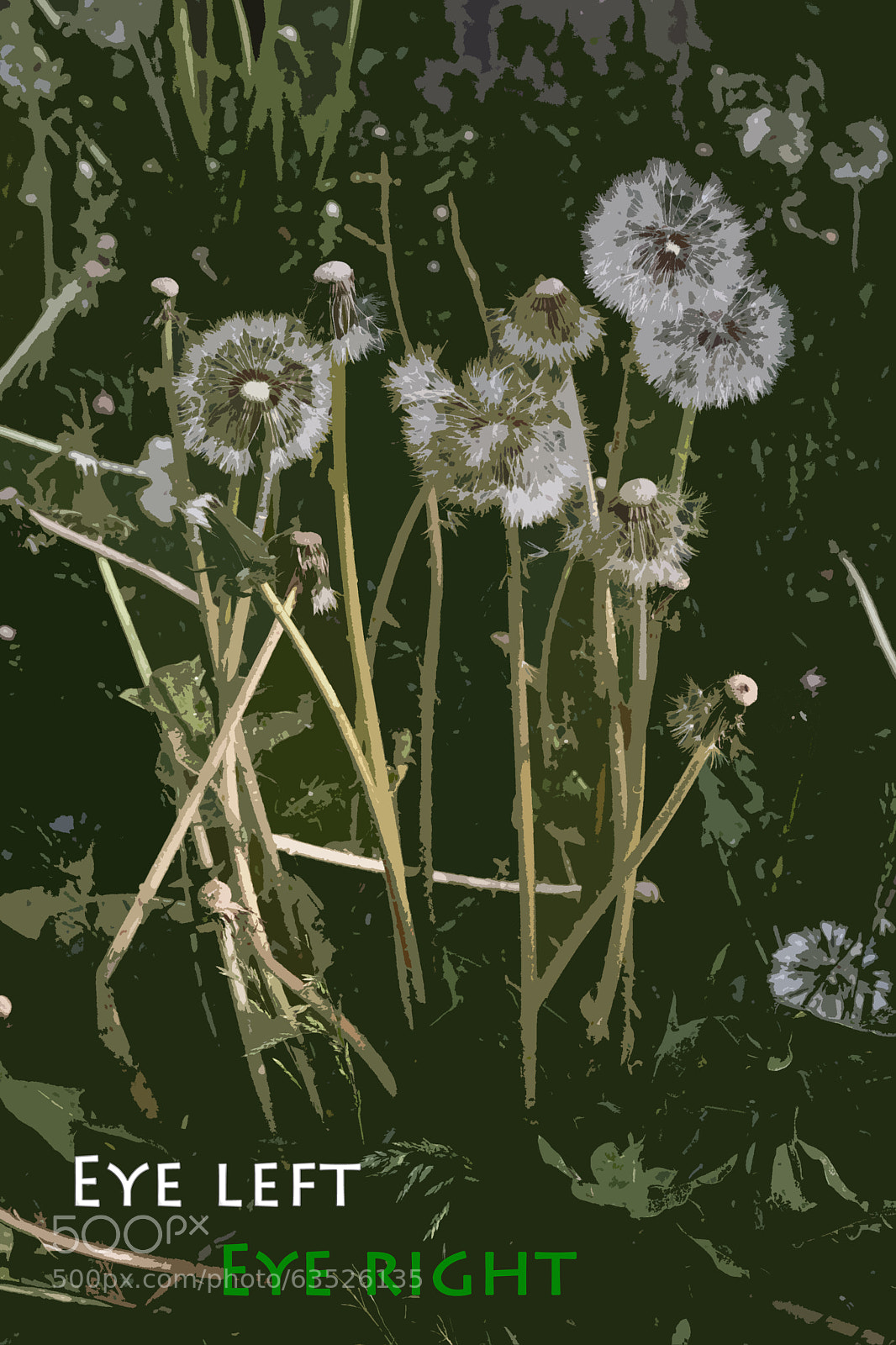 Canon EOS 40D sample photo. Eye left, eye right photography