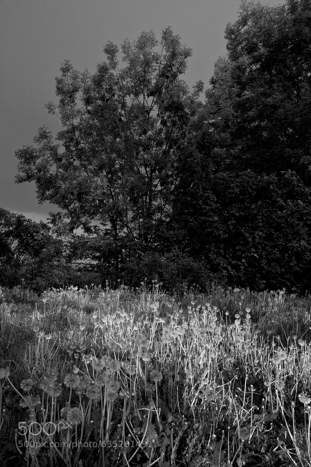 Canon EOS 40D sample photo. Eye left, eye right photography