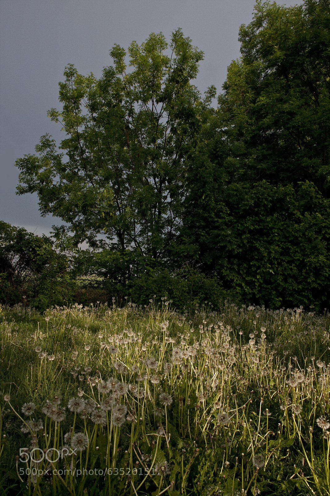 Canon EOS 40D sample photo. Eye left, eye right photography