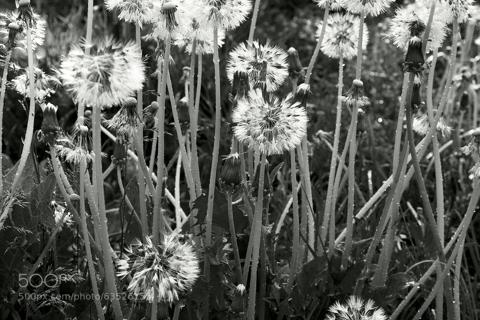 Canon EOS 40D sample photo. Eye left, eye right photography