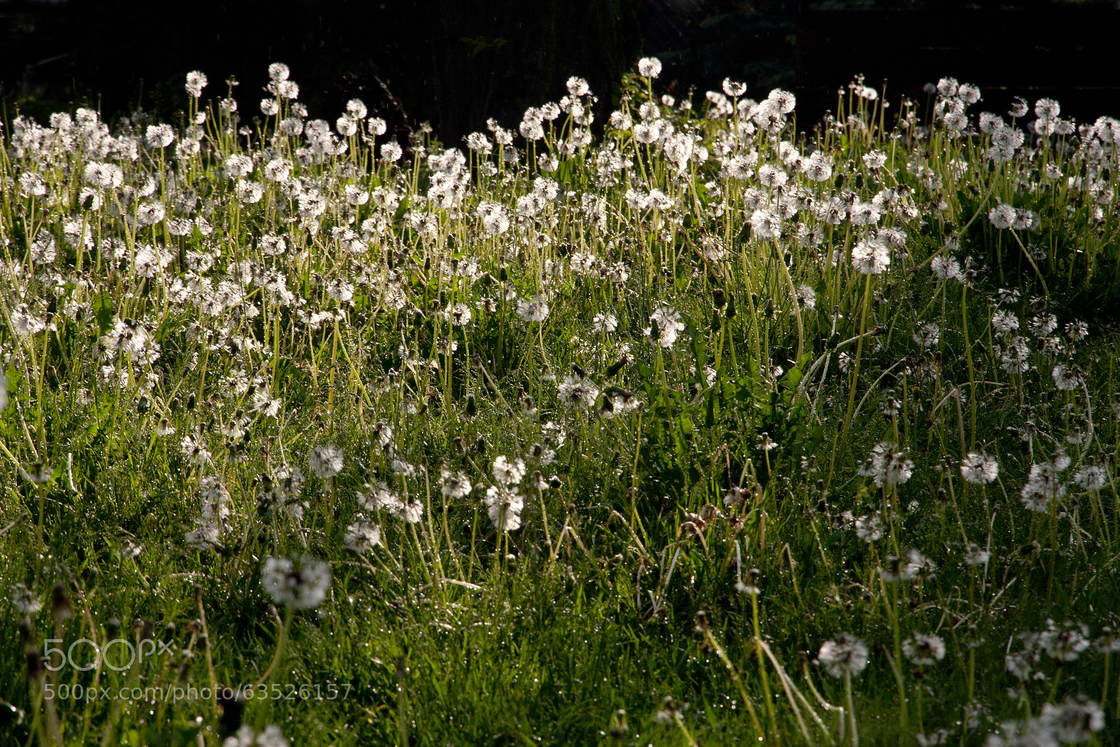 Canon EOS 40D sample photo. Eye left, eye right photography