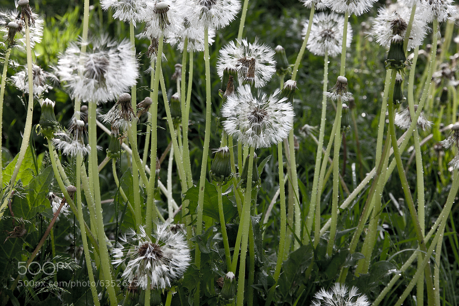Canon EOS 40D sample photo. Eye left, eye right photography