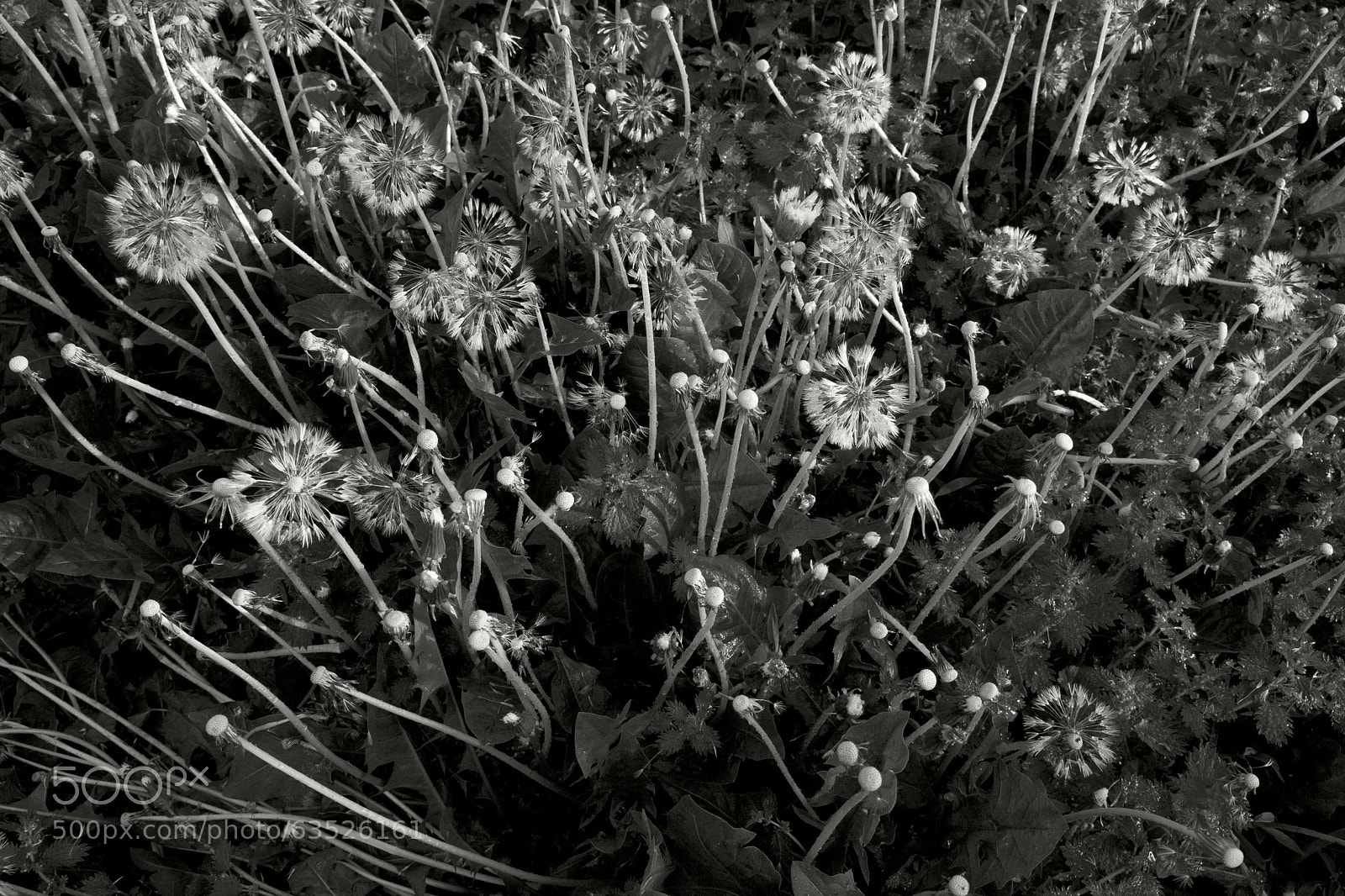 Canon EOS 40D sample photo. Eye left, eye right photography