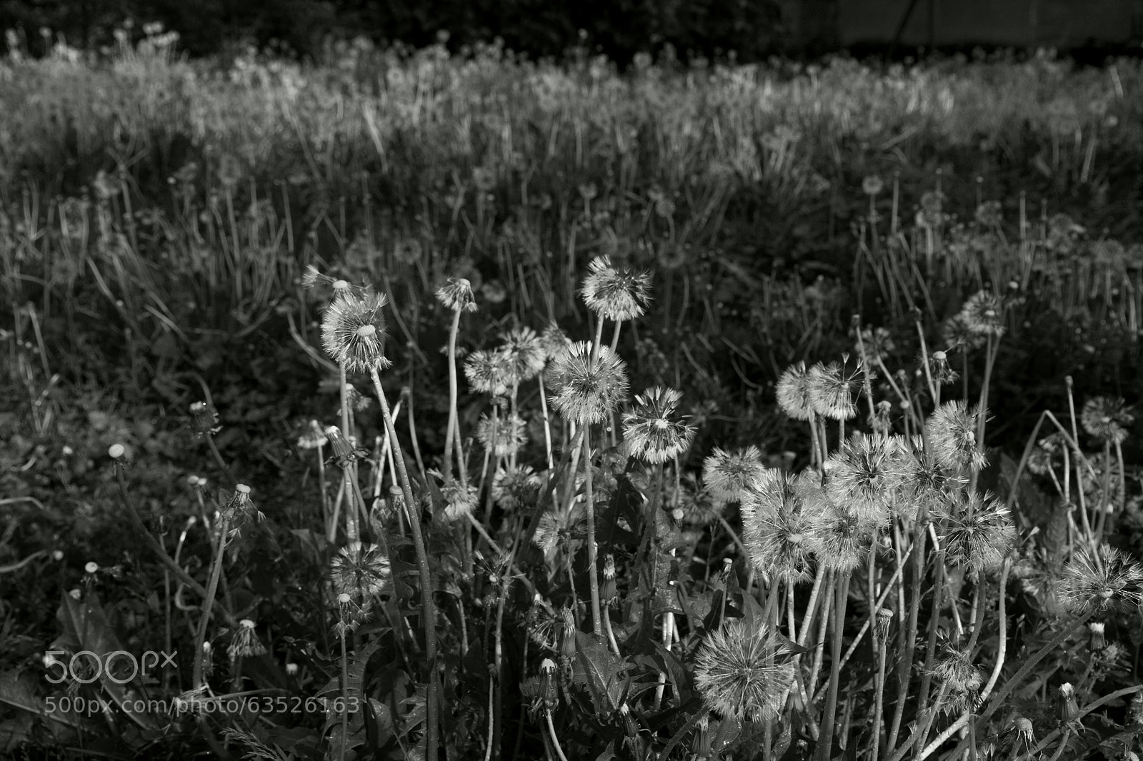 Canon EOS 40D sample photo. Eye left, eye right photography