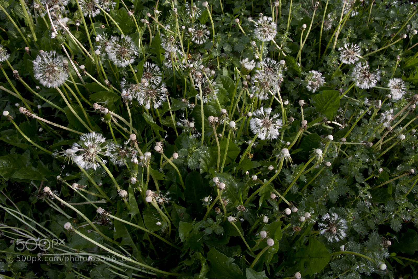 Canon EOS 40D sample photo. Eye left, eye right photography