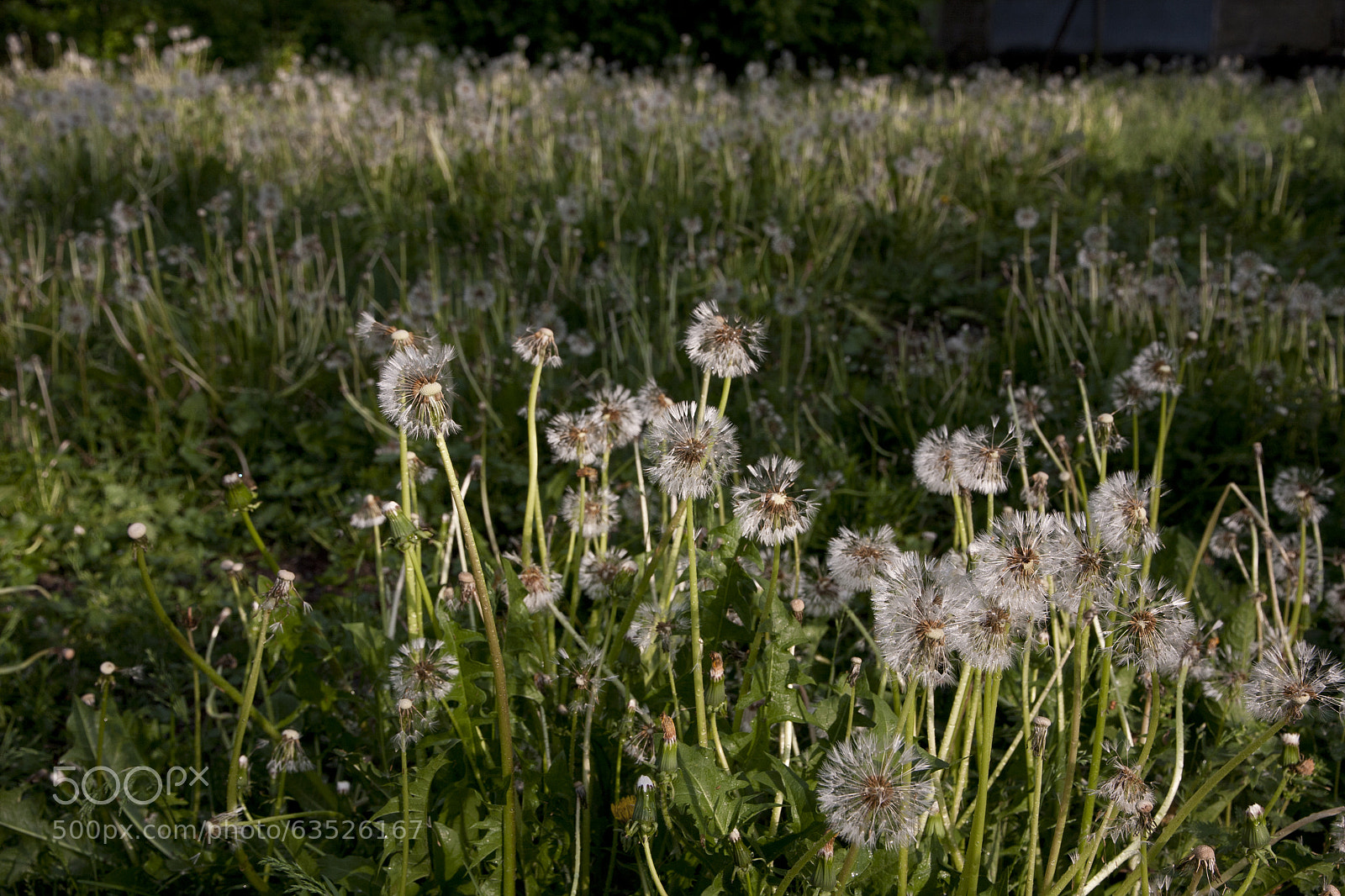 Canon EOS 40D sample photo. Eye left, eye right photography