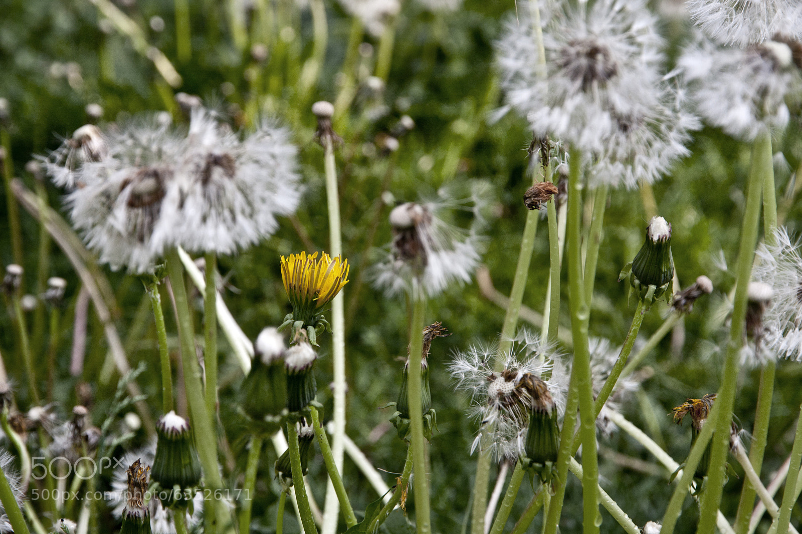 Canon EOS 40D sample photo. Eye left, eye right photography