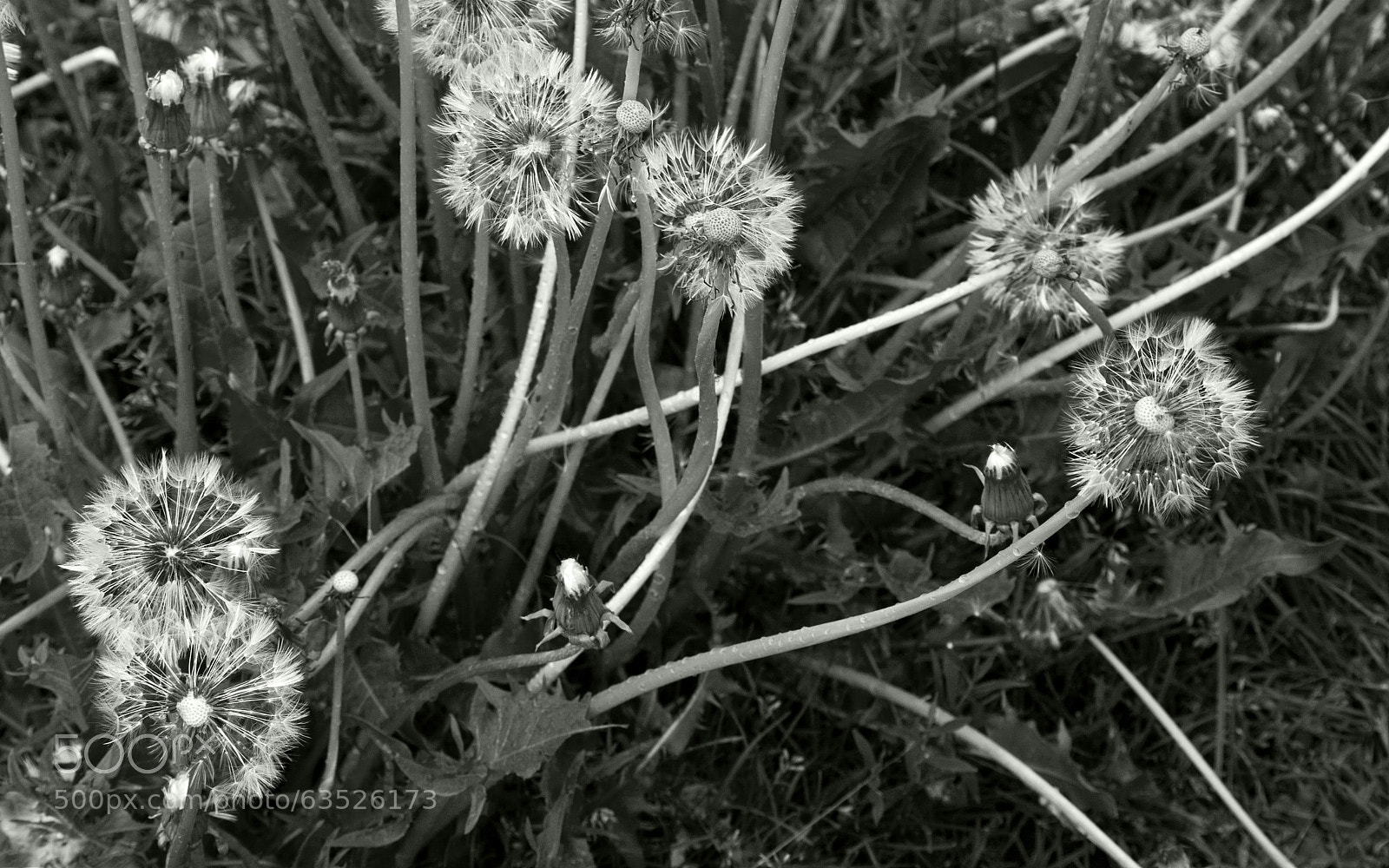 Canon EOS 40D sample photo. Eye left, eye right photography