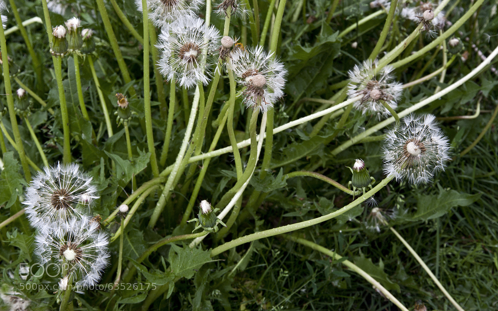 Canon EOS 40D sample photo. Eye left, eye right photography