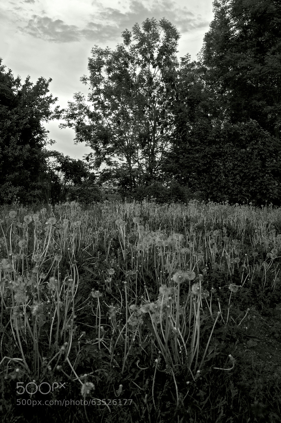 Canon EOS 40D sample photo. Eye left, eye right photography