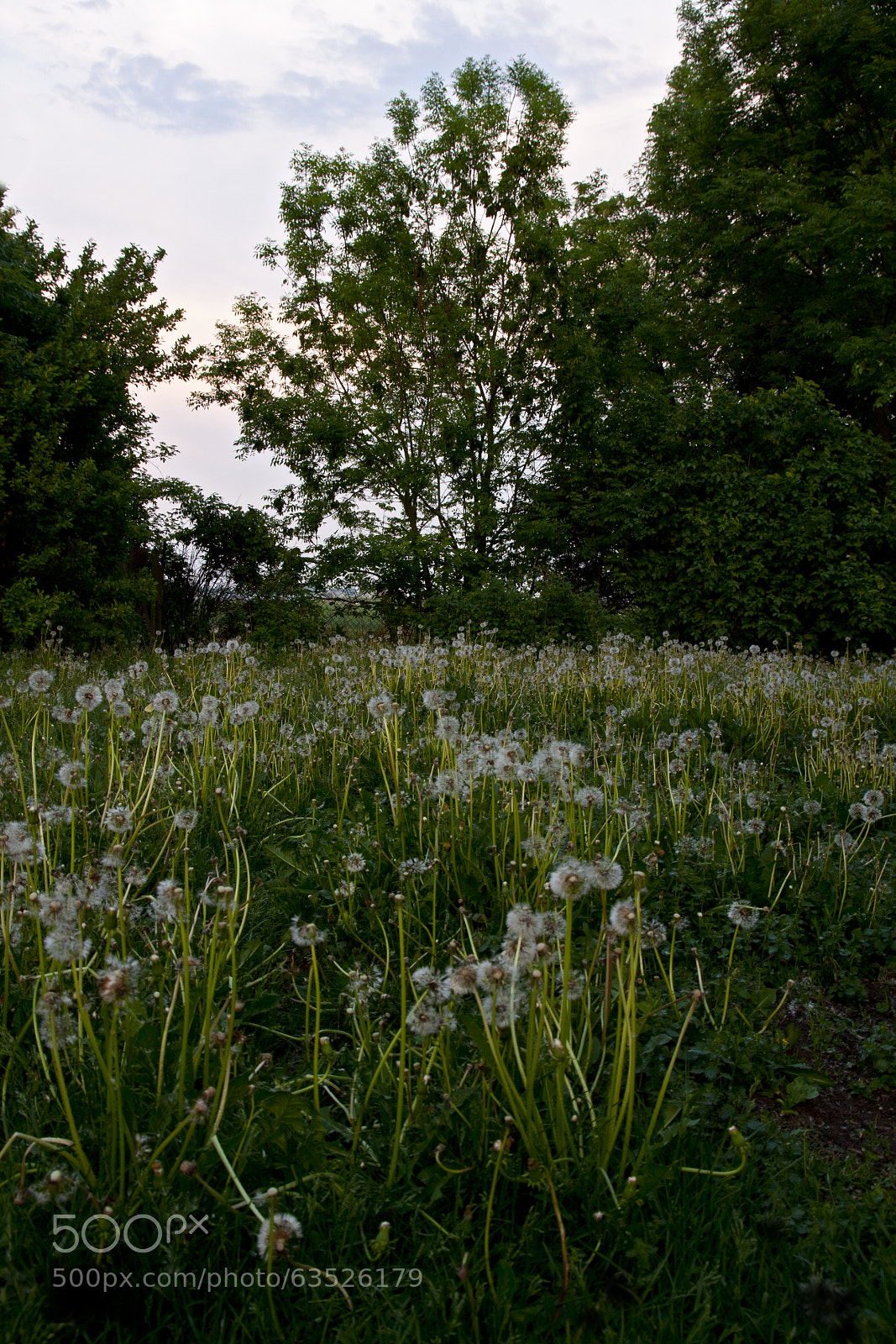 Canon EOS 40D sample photo. Eye left, eye right photography