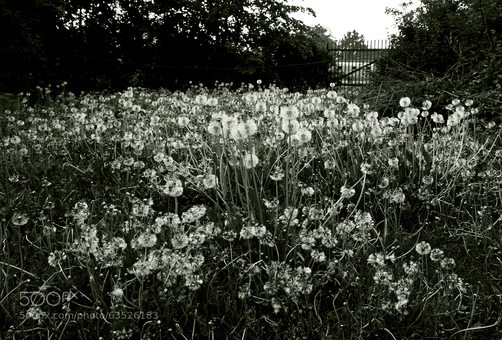 Canon EOS 40D sample photo. Eye left, eye right photography
