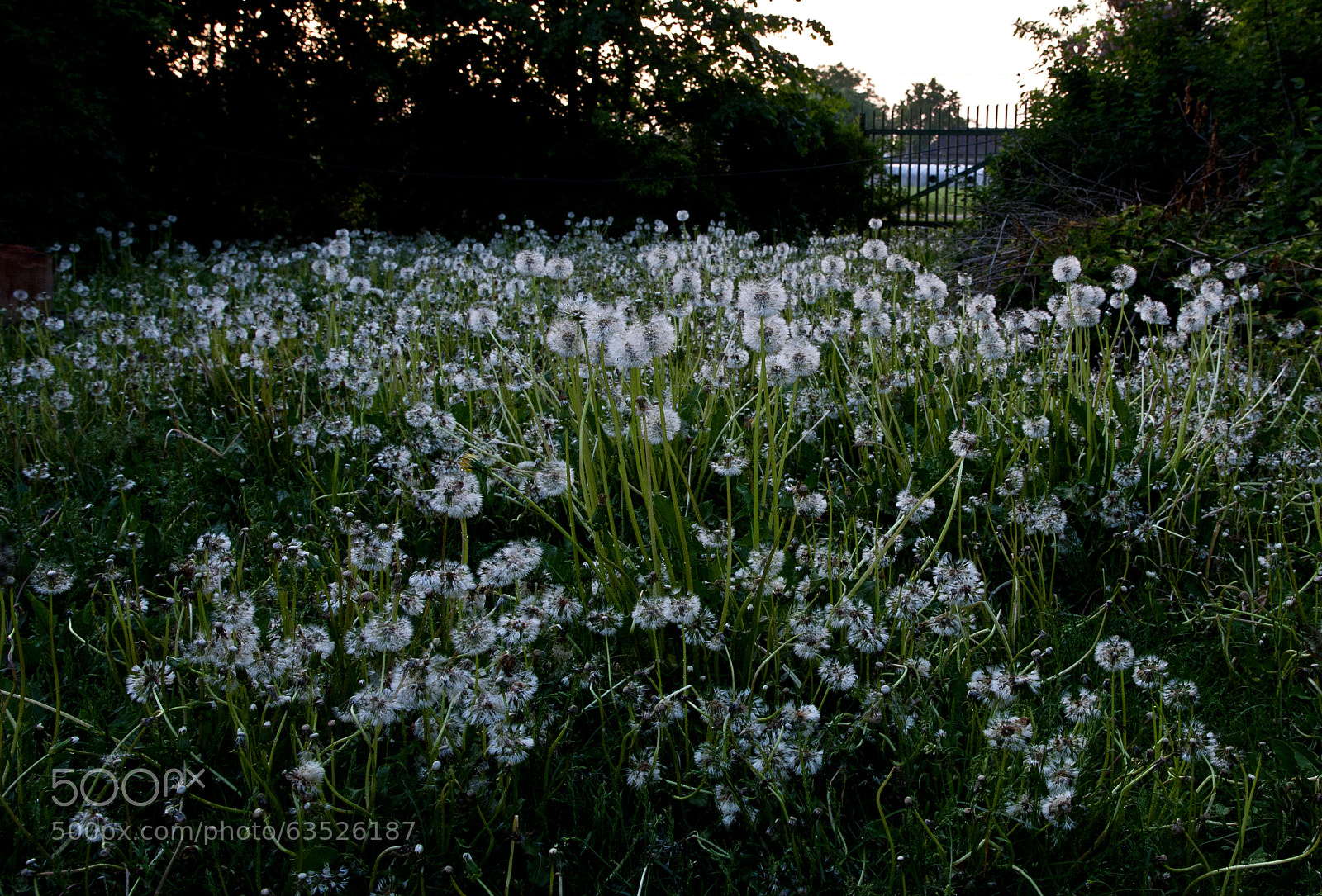 Canon EOS 40D sample photo. Eye left, eye right photography