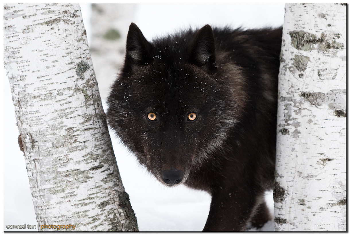 Black Timber Wolf by Conrad Tan Photo 63559389 / 500px