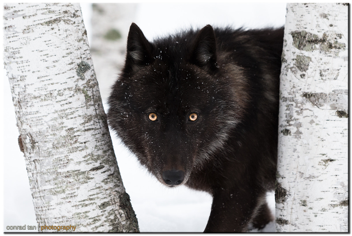 Black Timber Wolf By Conrad Tan Photo 63559389 500px 