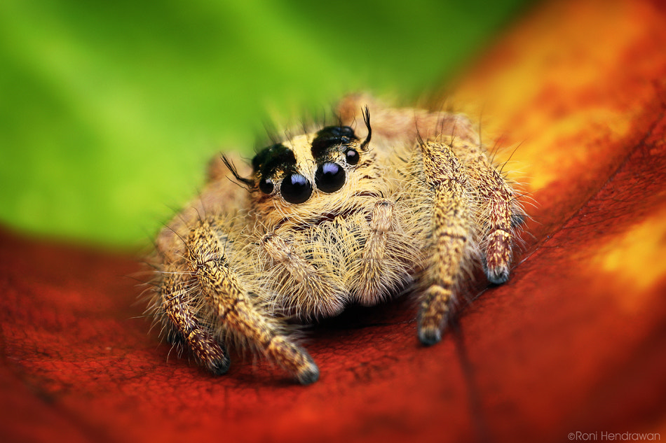 Phidippus jumping spider by Roni Hendrawan on 500px.com