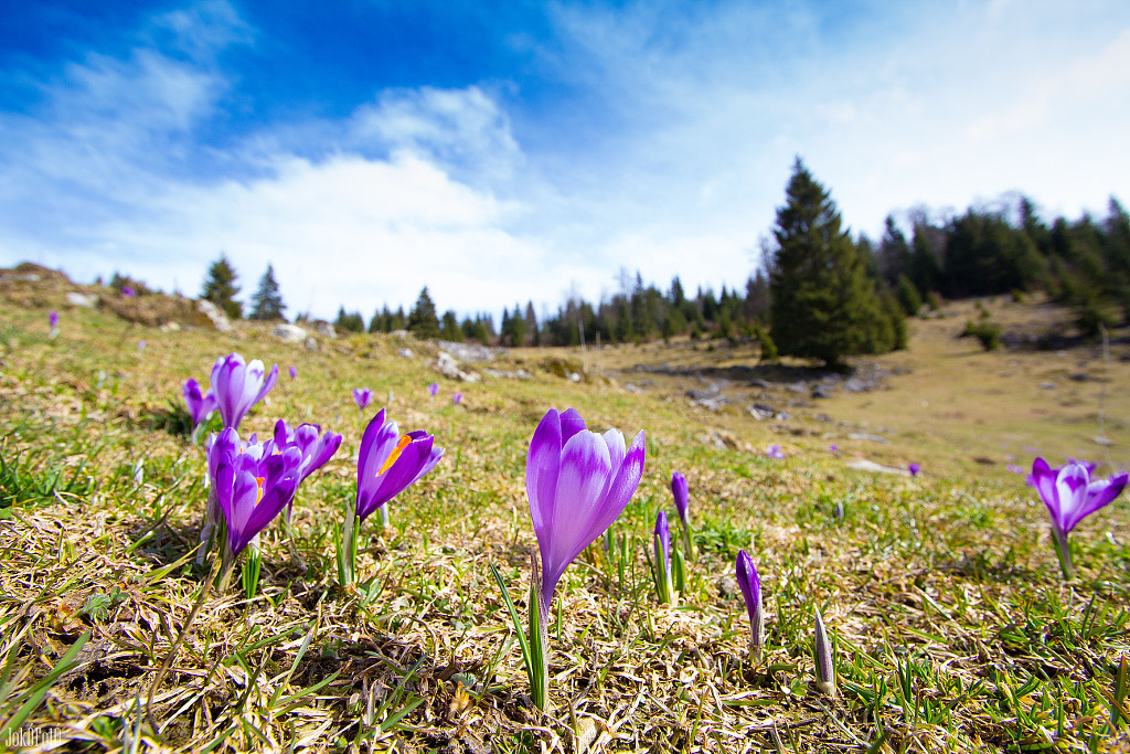 Crocus (Bihar, Transylvania) by József Vágvölgyi on 500px.com