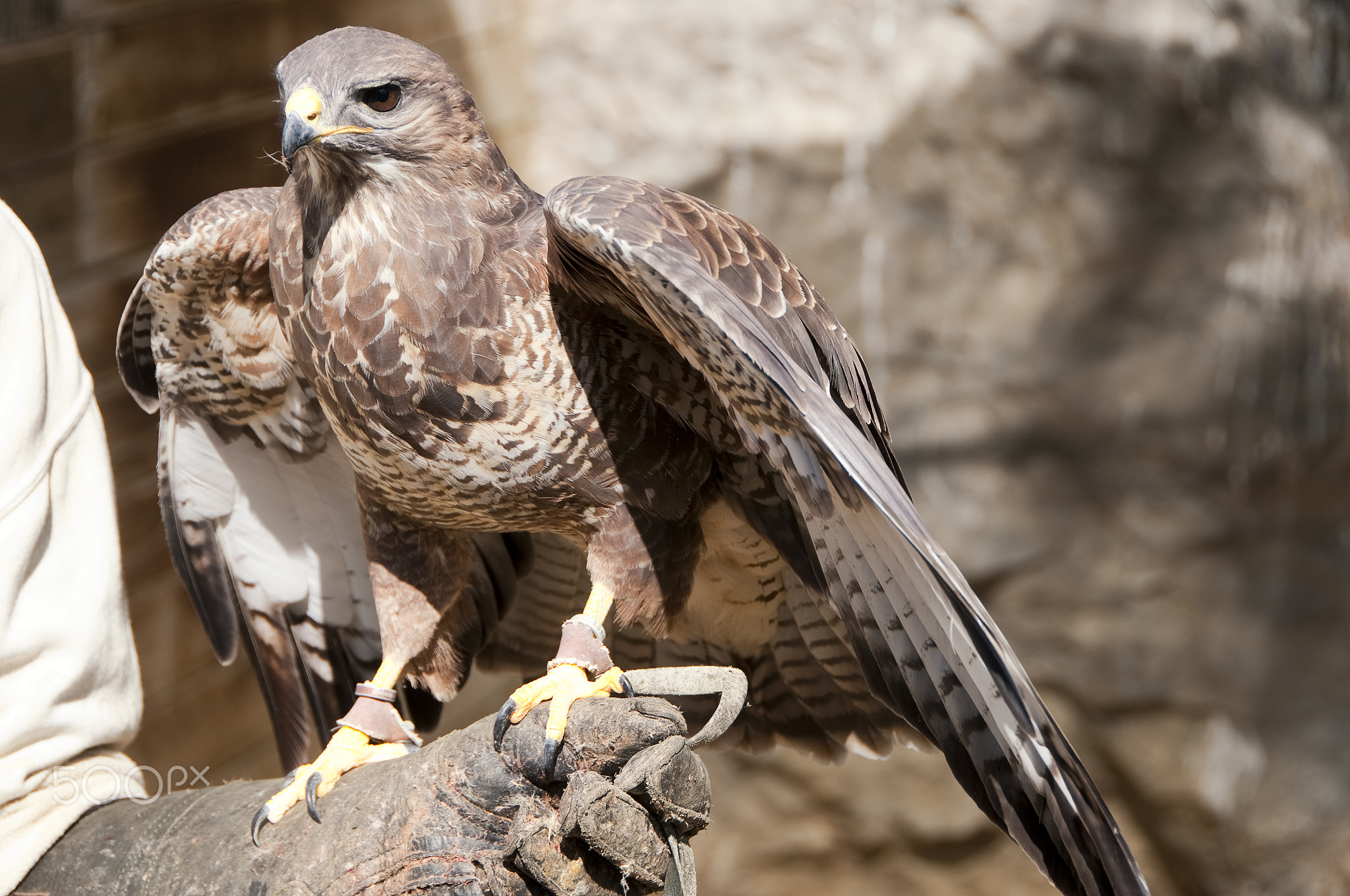 Buteo Buteo