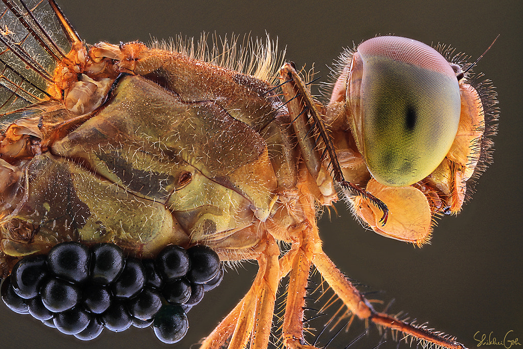 Infected By Parasite by shikhei goh on 500px.com