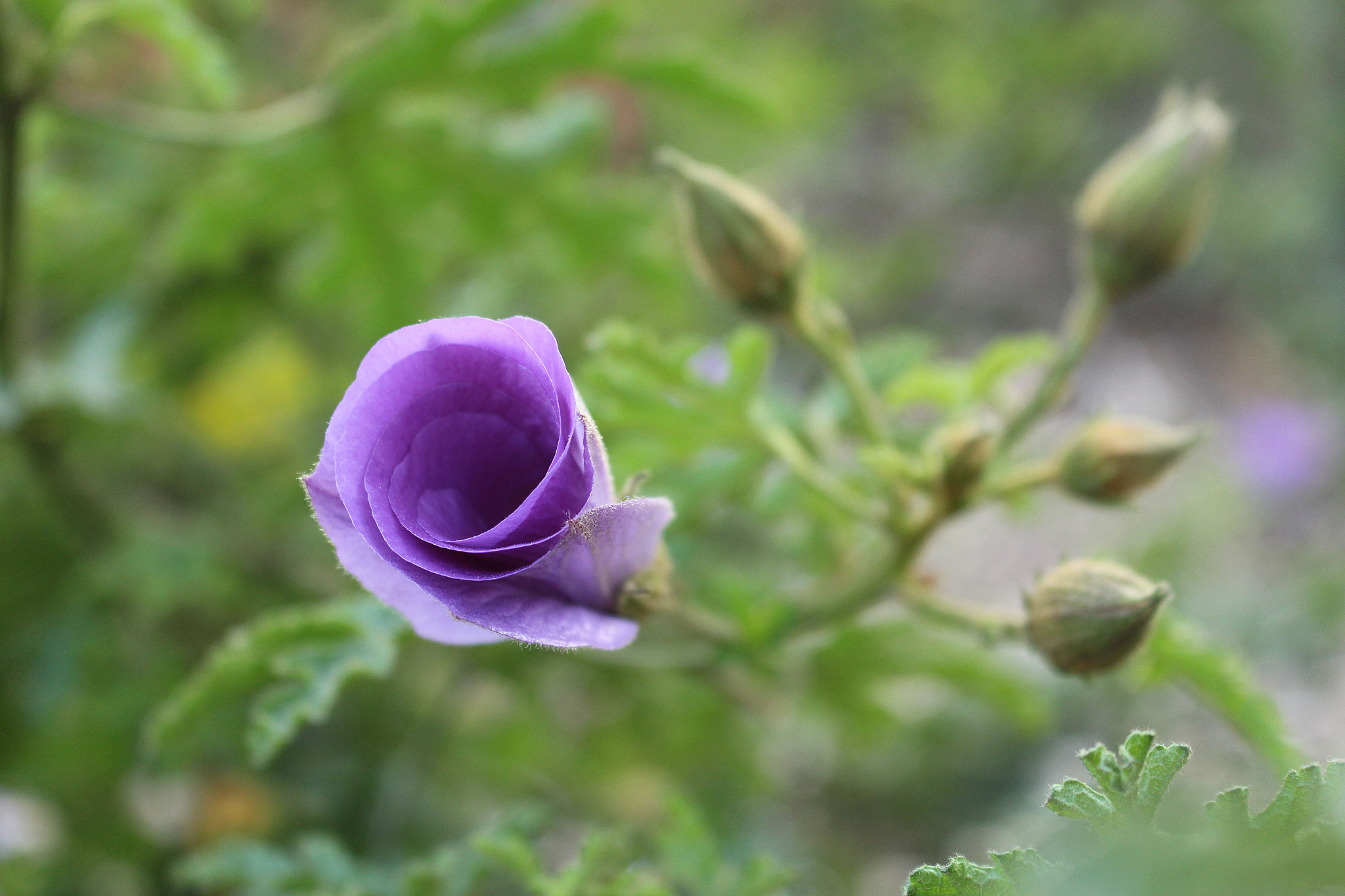 Fleur de printemps