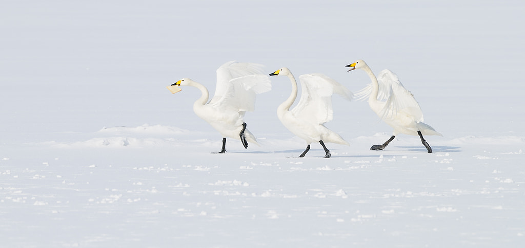 The Great Chase by Harry Eggens on 500px.com