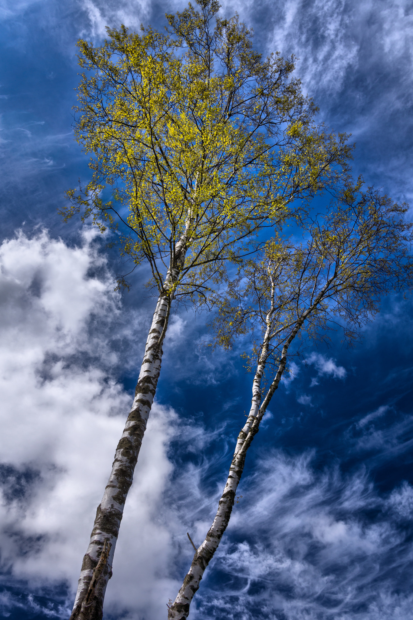 SilverBirch