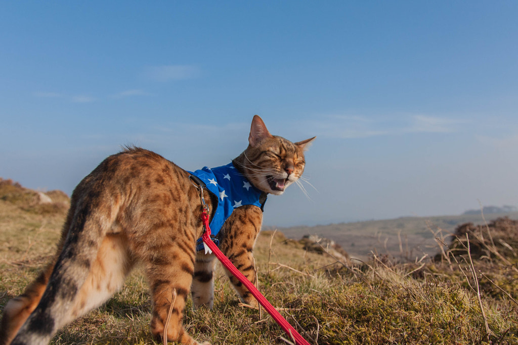 Bengal Cat on Dartmoor Fat Biggest Cats in the World