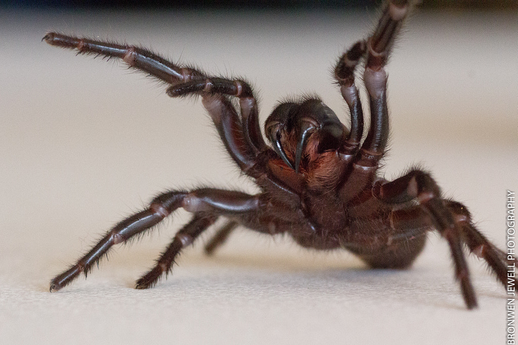 Sydney Funnel Web Spider Top 10 Biggest Spiders in the World - Sydney funnel-web spider 