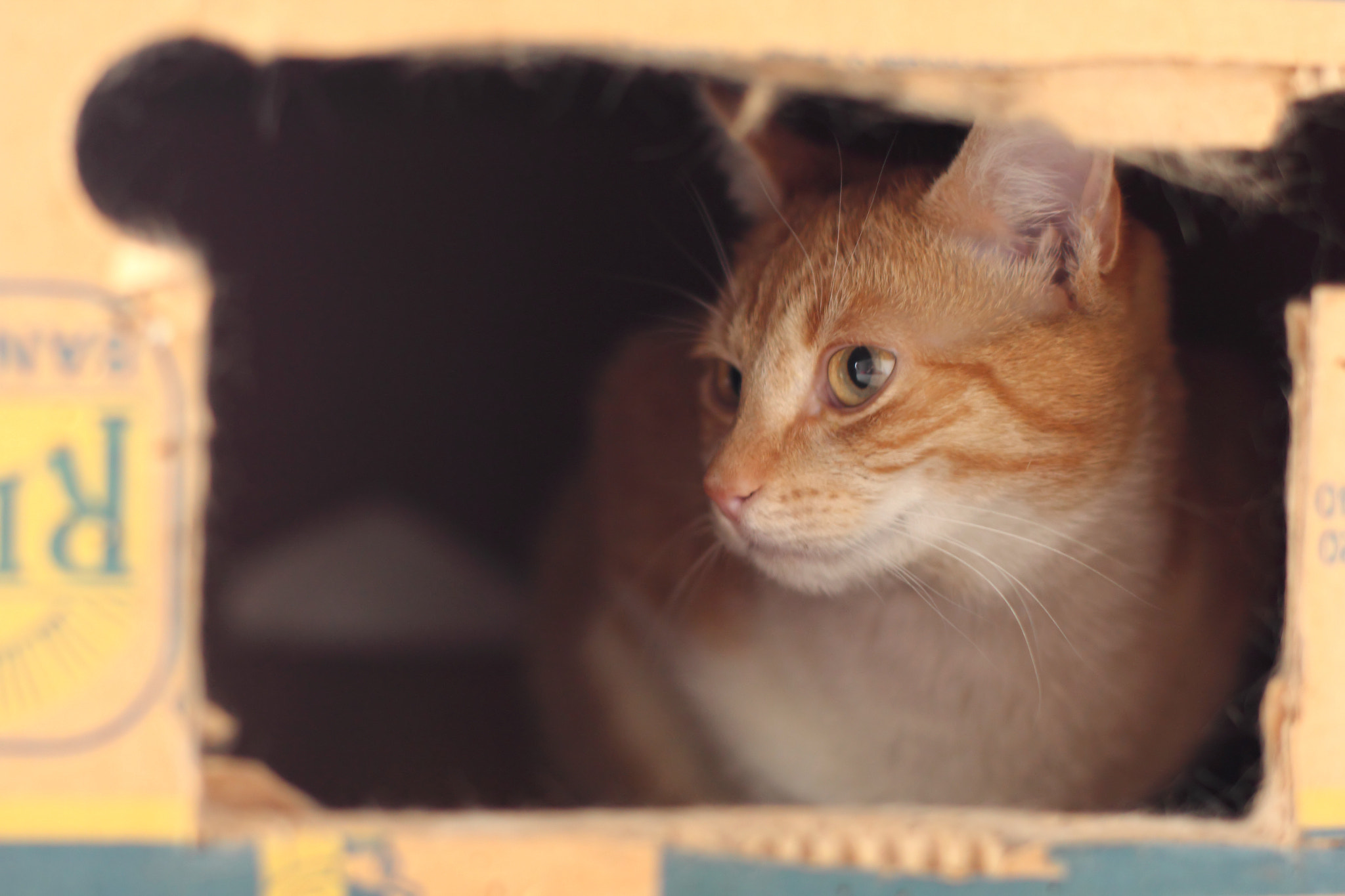 In the box