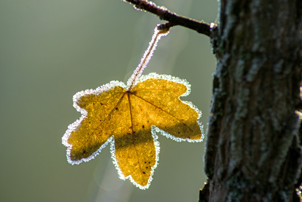 leaf with ice crystals by Hans-Joachim Schneider on 500px.com