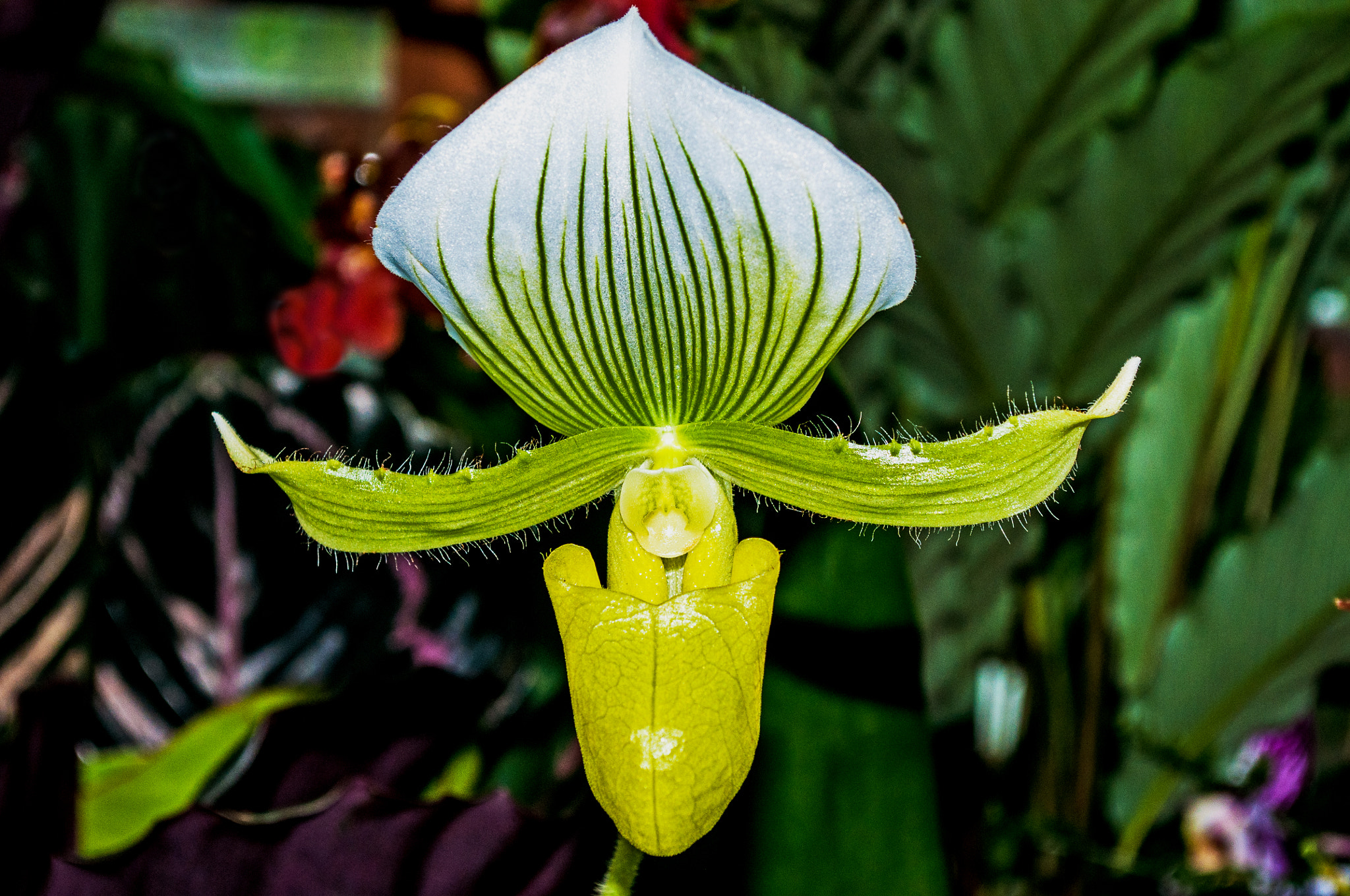 Paphiopedilum maudiae orchids