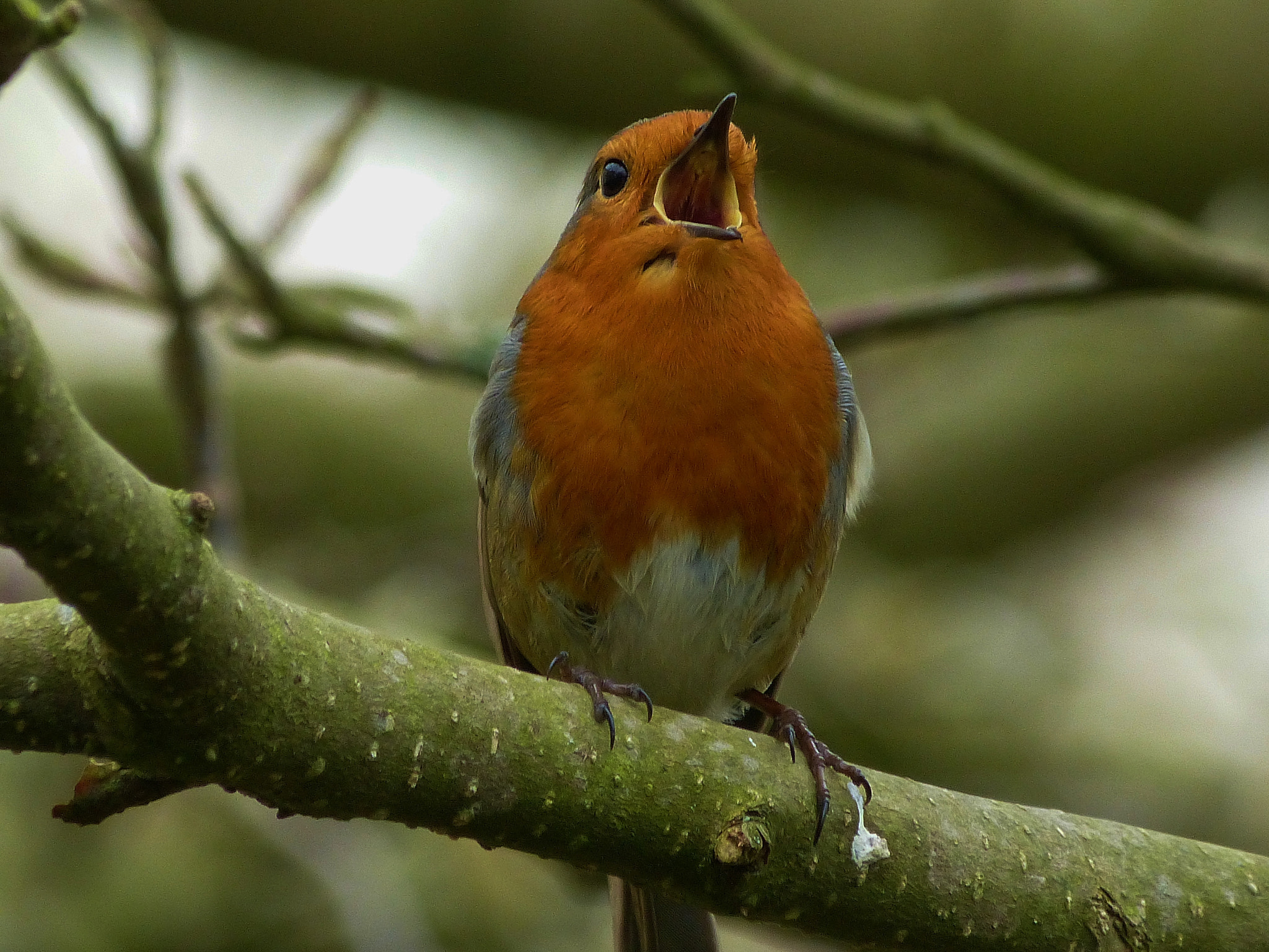 The Robin's Song