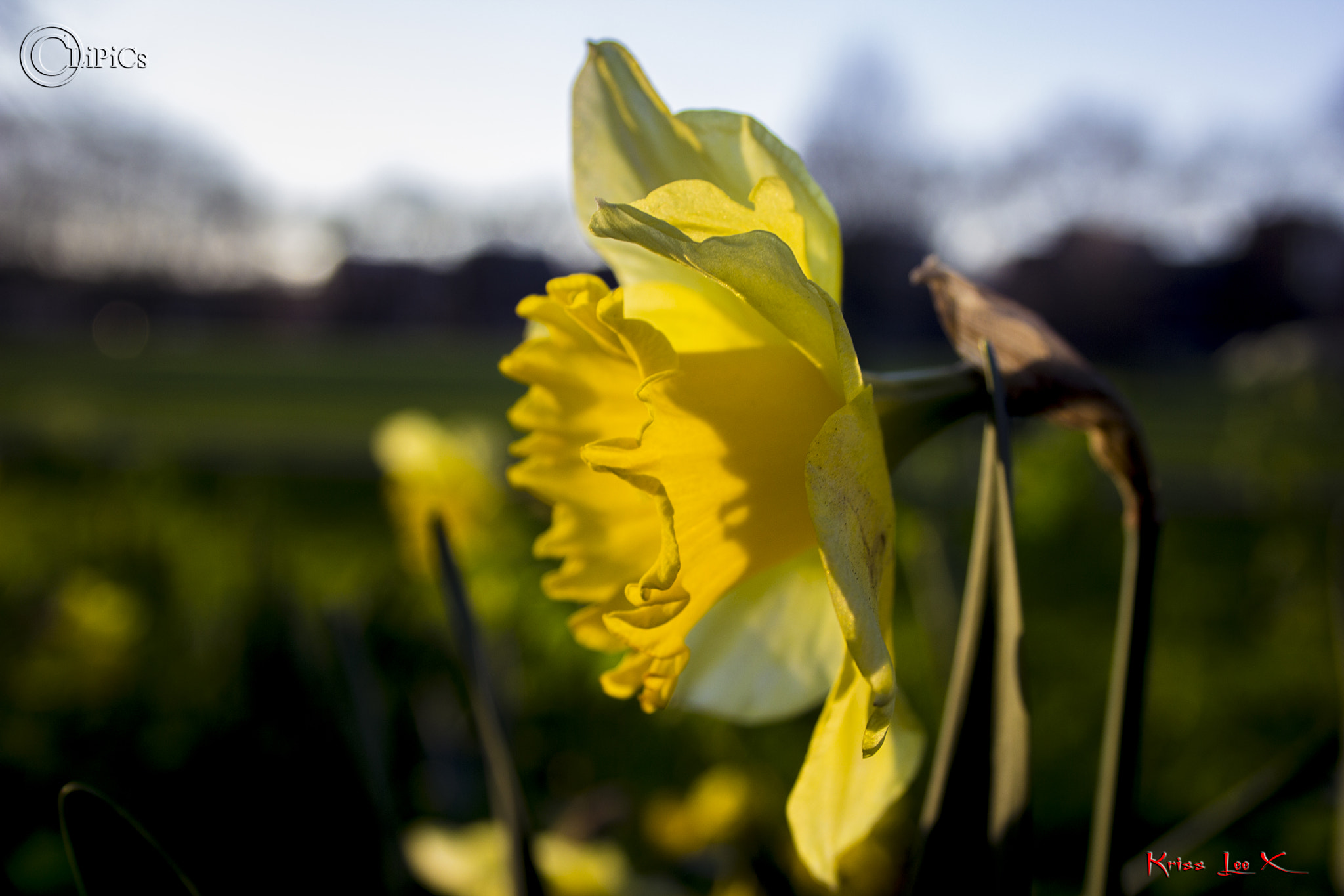 Daffodil Sunset