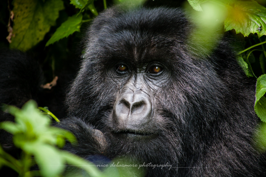 Surrounded in Green by Nico DeBarmore on 500px.com