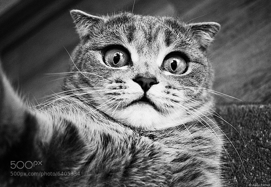 Self Portrait by Alina Esther