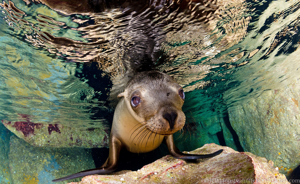 Cavern Cuteness by Joost van Uffelen on 500px.com