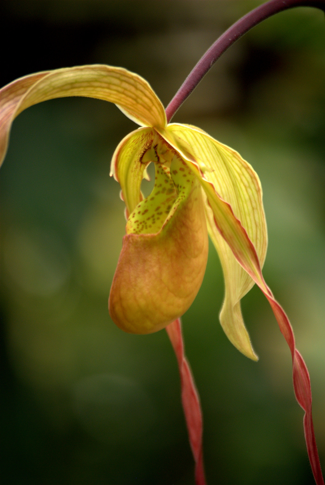 Slipper Orchid