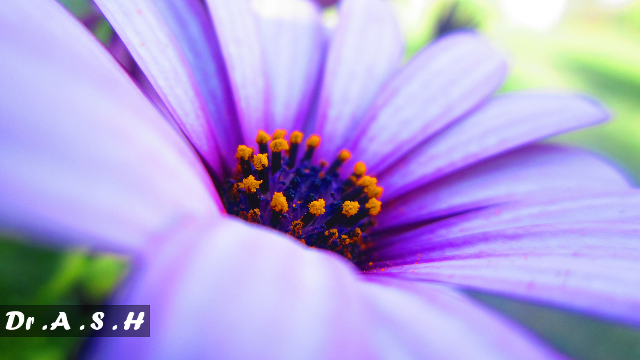 ورد purple flower