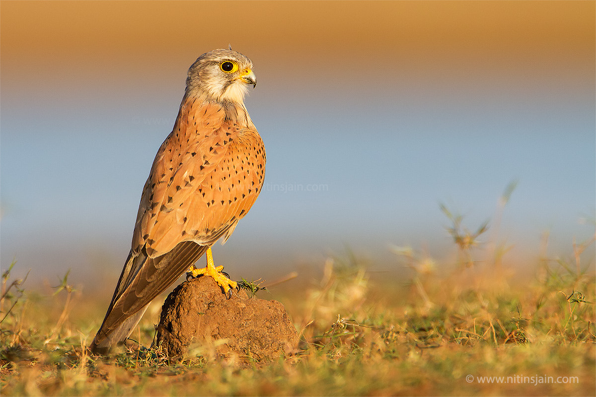 Common Kestrel