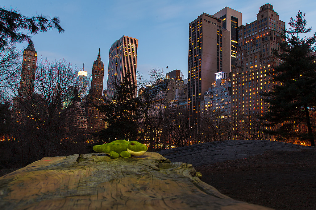 Croc in Central Park by Andrey Slepnev on 500px.com
