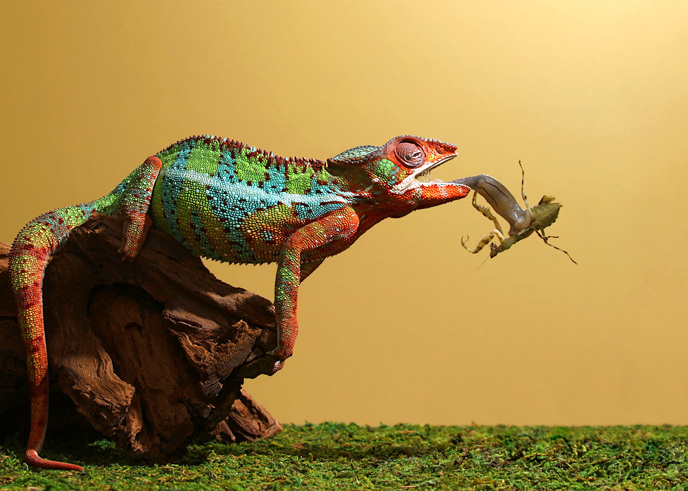 Chameleon Eats A Creobroter Mantis by Scott Cromwell - Photo 64235137