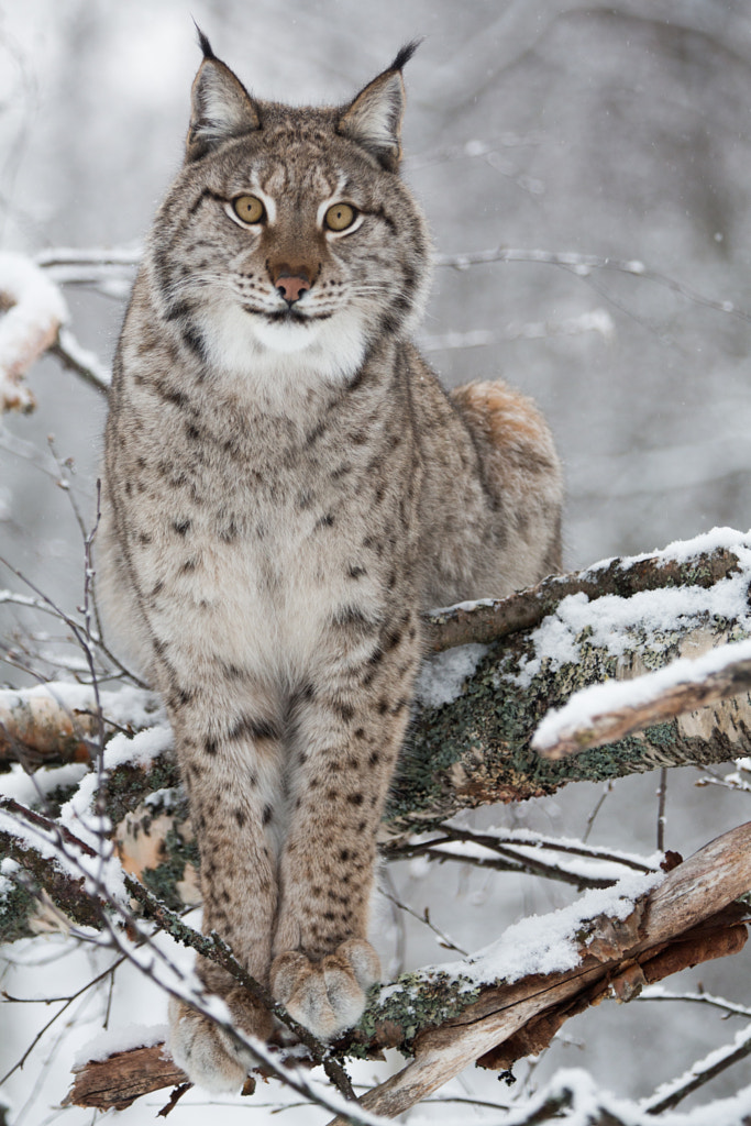 Tree Lynx by Jamen Percy on 500px.com