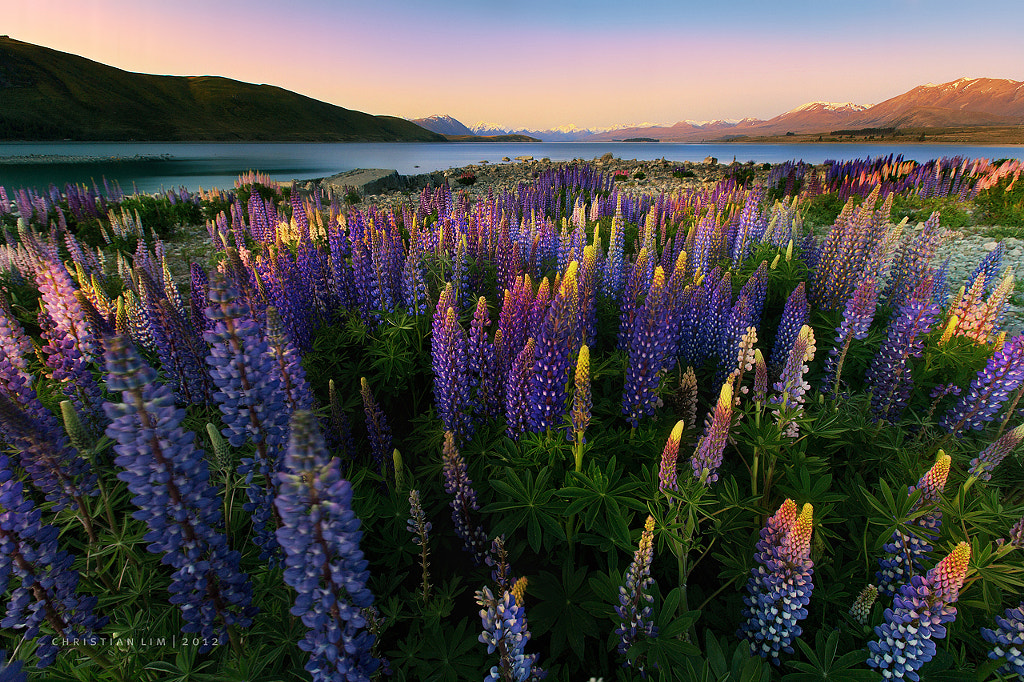 Pumped up Lupins by Christian Lim on 500px.com